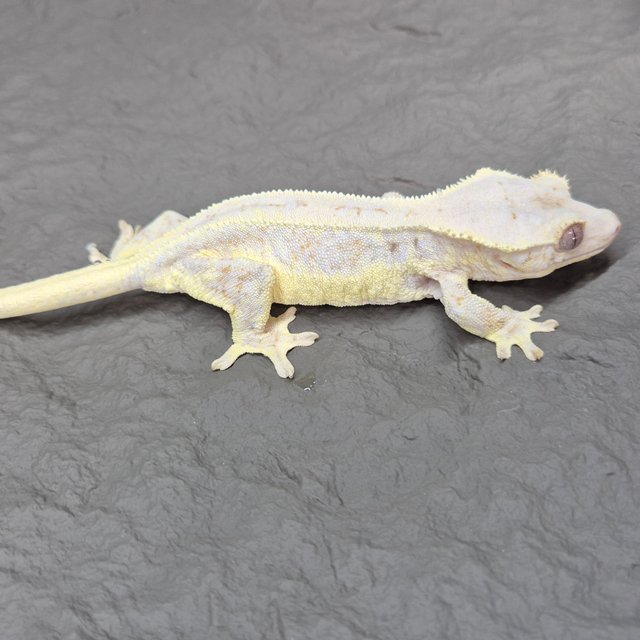 릴리화이트 크림