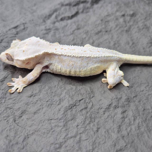 릴리화이트 크림