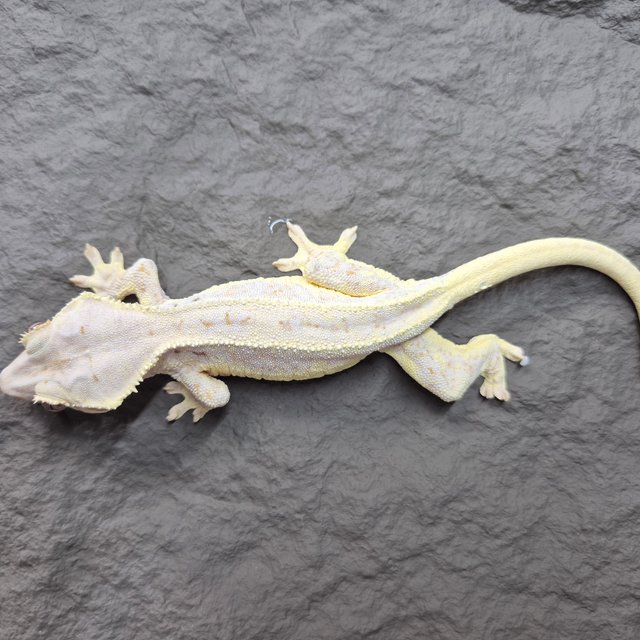 릴리화이트 크림