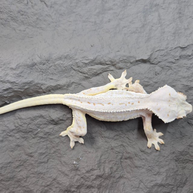 릴리화이트 크림