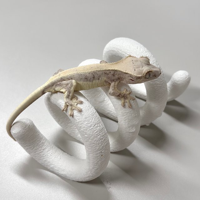 릴리화이트 솔리드백