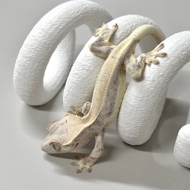 릴리화이트 솔리드백