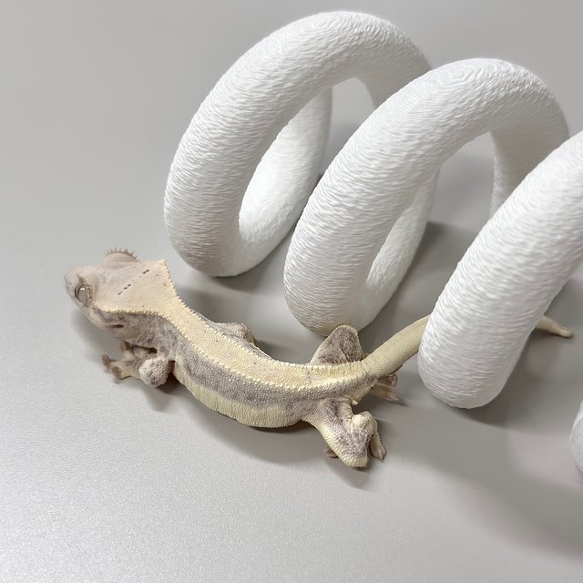 릴리화이트 솔리드백