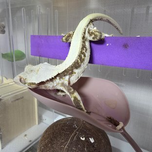 릴리화이트 솔리드백