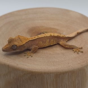 노멀 할리퀸 레드