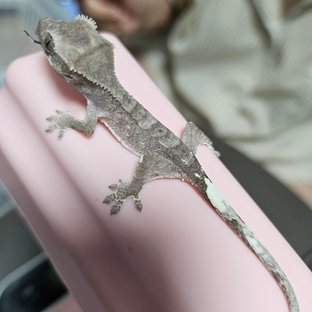 아잔틱