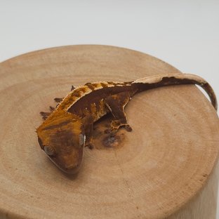 할리퀸 플레임 화이트핀