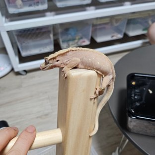 바이 레드