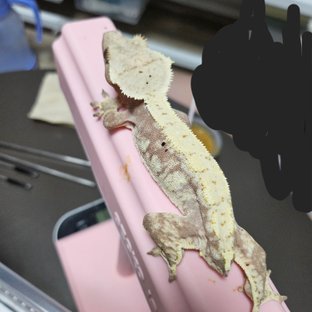 할리퀸