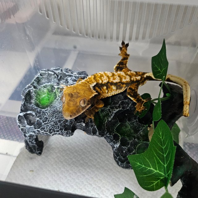 트라이 익스트림할리퀸 텐저린