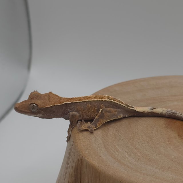 카푸치노 핀스트라이프