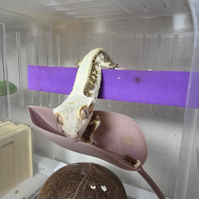 릴리화이트 솔리드백