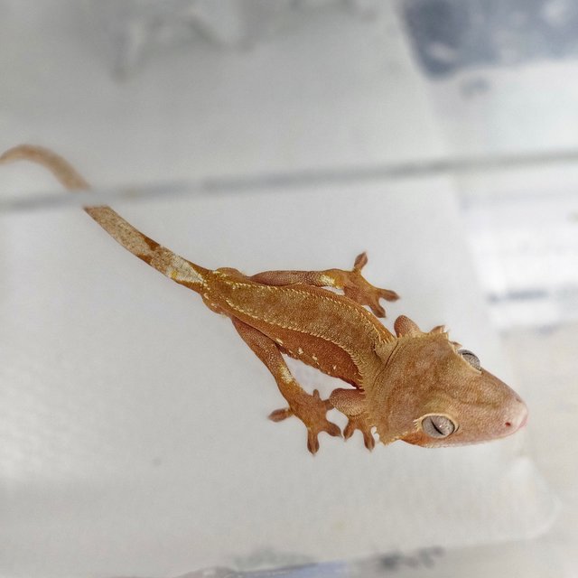 팬텀 릴리화이트 레드