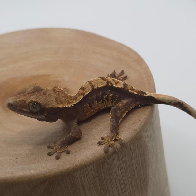 노멀 트라이 할리퀸