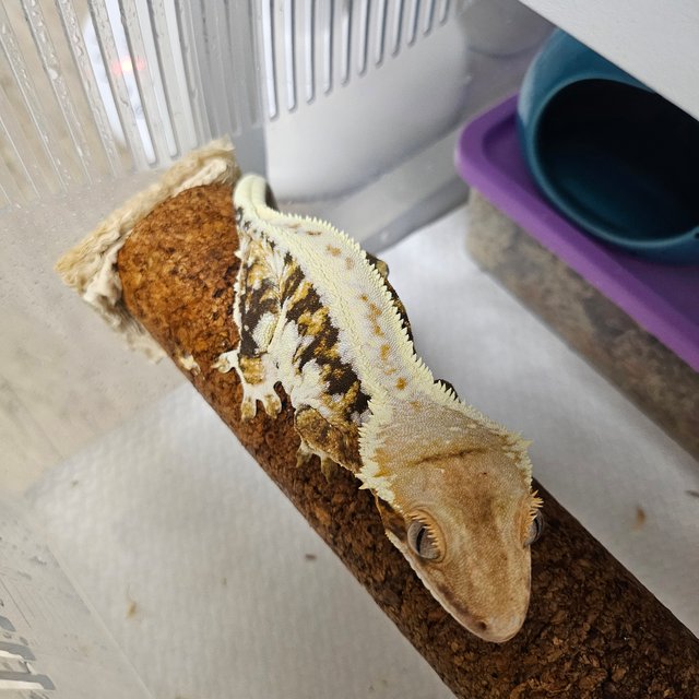 트라이 릴리화이트