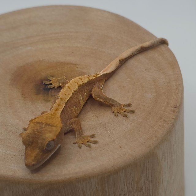 노멀 할리퀸 레드