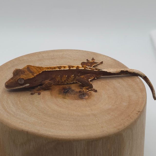 할리퀸 플레임 화이트핀