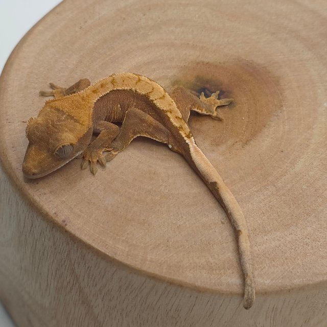 노멀 할리퀸 레드