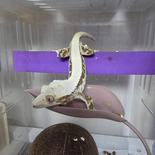 릴리화이트 솔리드백