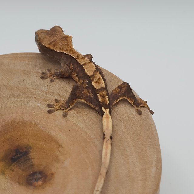 노멀 트라이 할리퀸