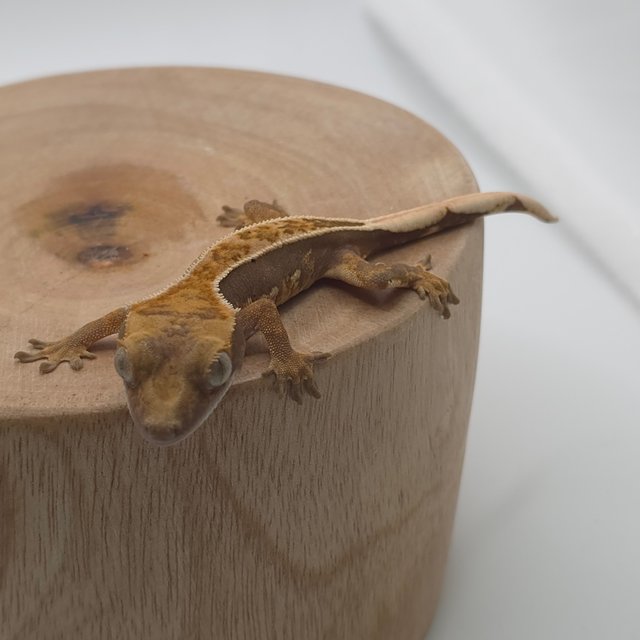 노멀 풀핀 쿼드