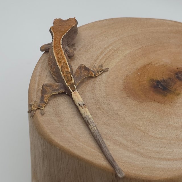 카푸치노 핀스트라이프