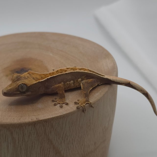 노멀 풀핀 쿼드