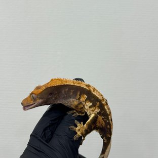 텐저린 트라이 익스트림할리퀸