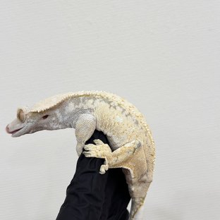 드리피 화이트스팟