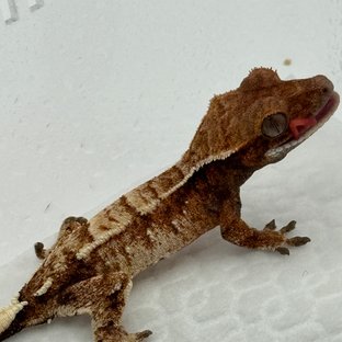 트라이 익스트림할리퀸