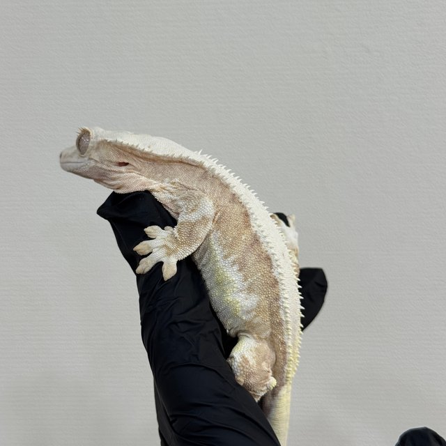 크림 릴리화이트