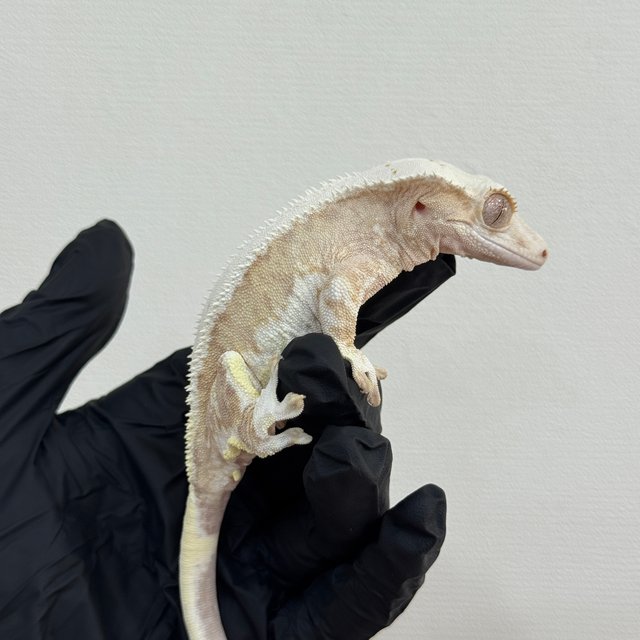 크림 릴리화이트