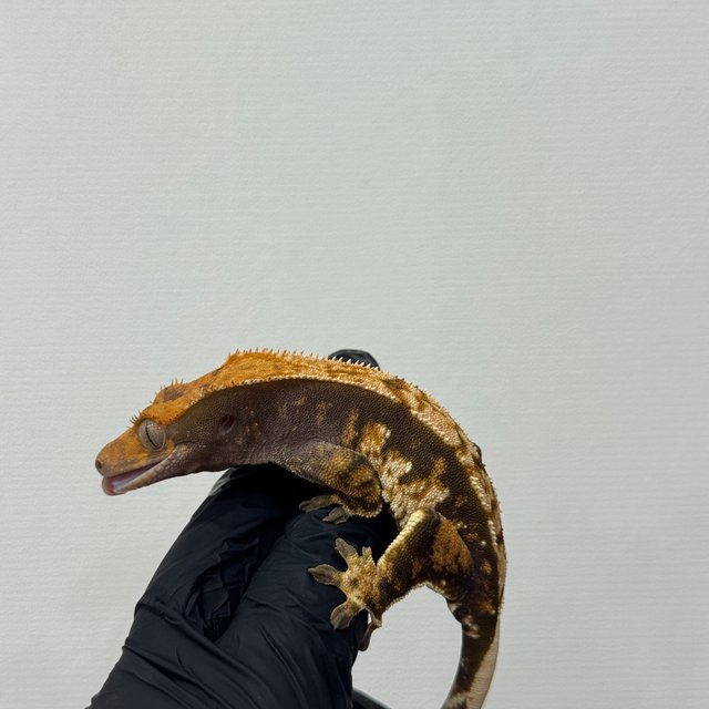 텐저린 트라이 익스트림할리퀸