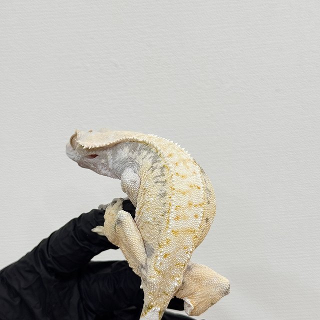 드리피 화이트스팟