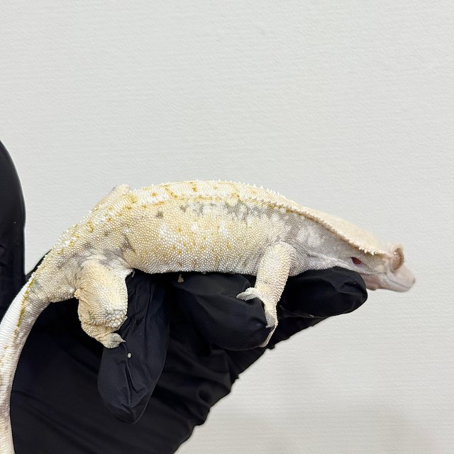 드리피 화이트스팟