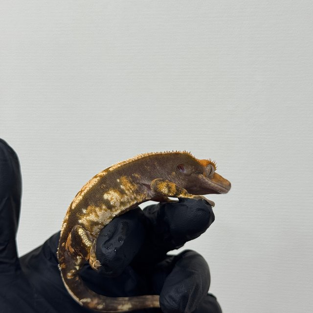 텐저린 트라이 익스트림할리퀸