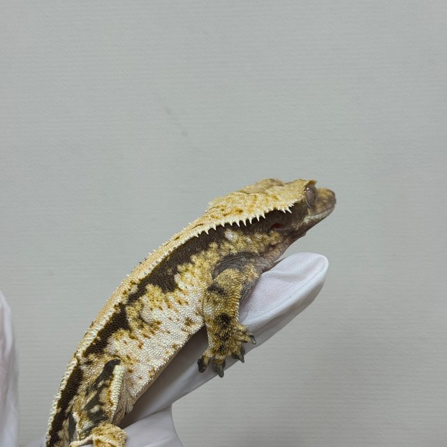 트라이 익스트림할리퀸