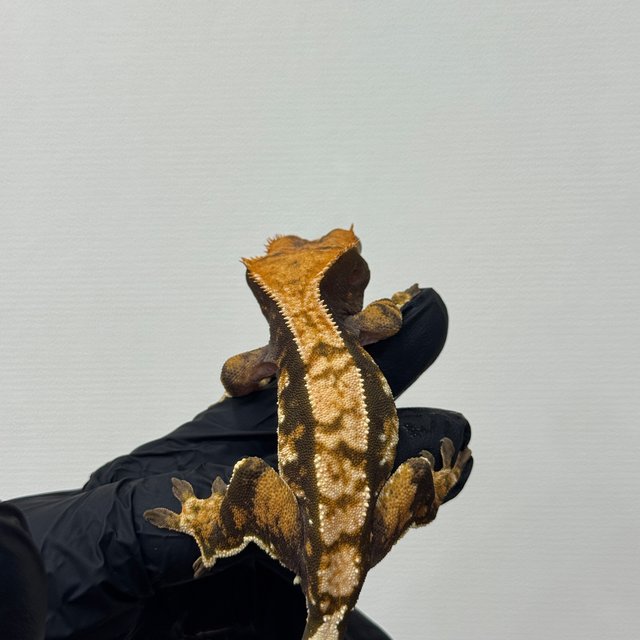 텐저린 트라이 익스트림할리퀸