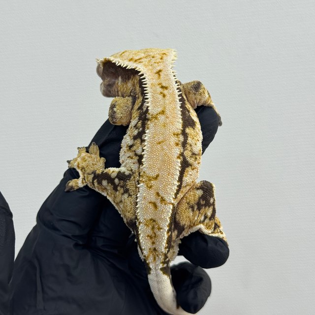 트라이 익스트림할리퀸