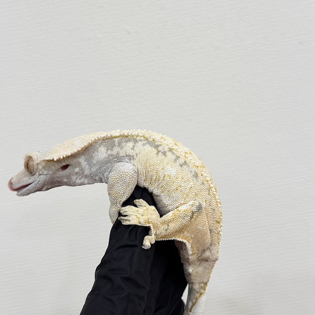 드리피 화이트스팟