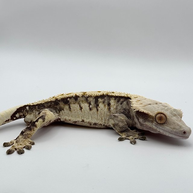 트라이 익스트림할리퀸