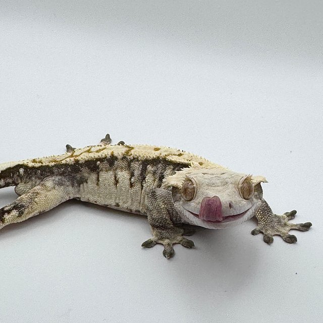 트라이 익스트림할리퀸