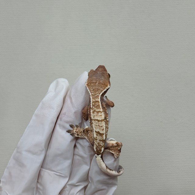 트라이 익스트림할리퀸