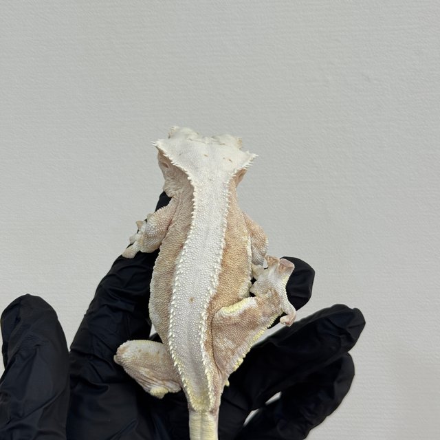 크림 릴리화이트