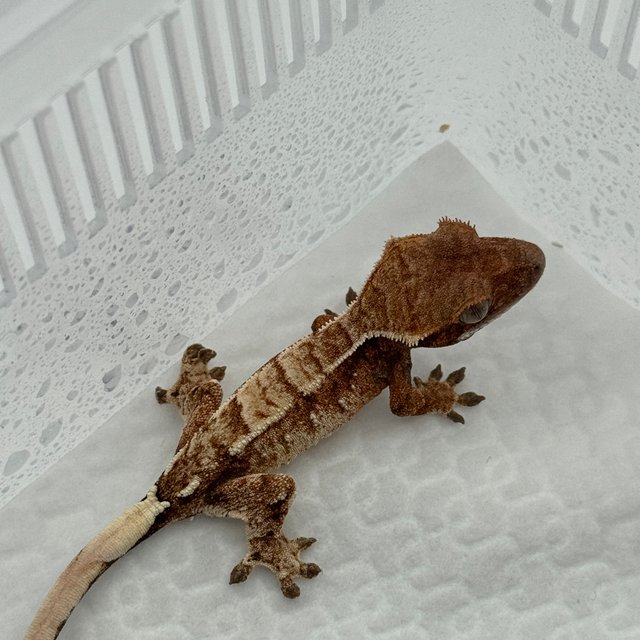 트라이 익스트림할리퀸