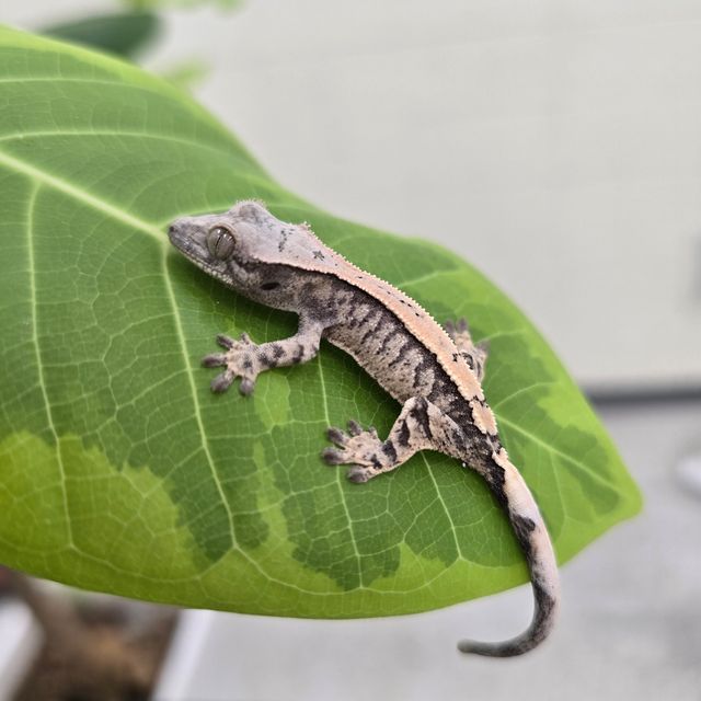 세이블