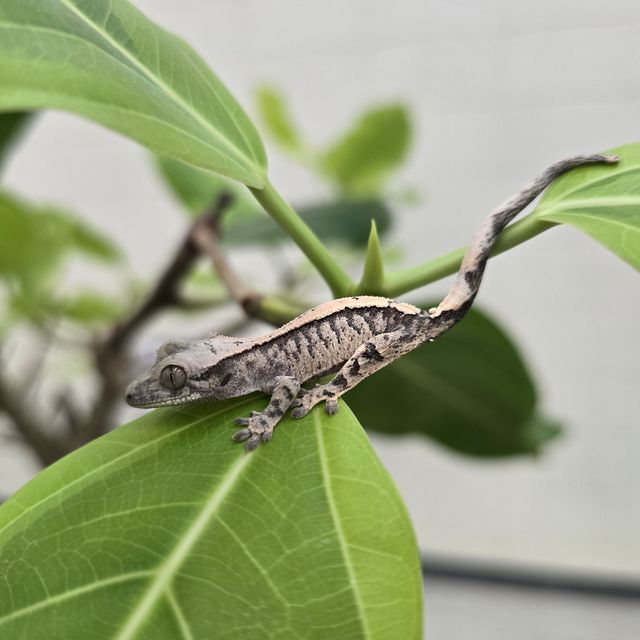 세이블