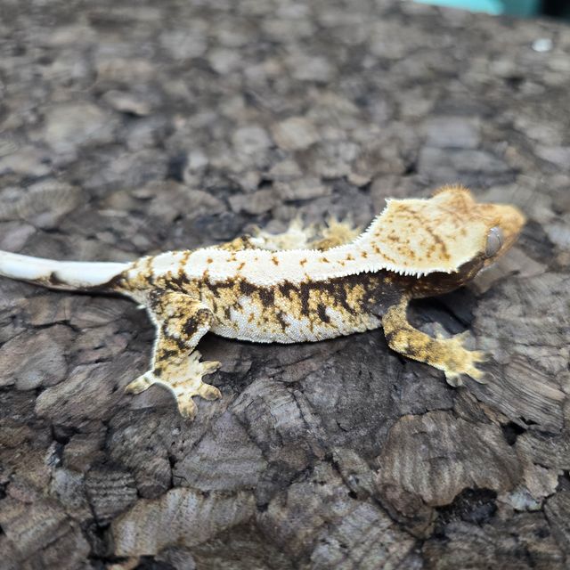 노멀 트라이 익스트림할리퀸