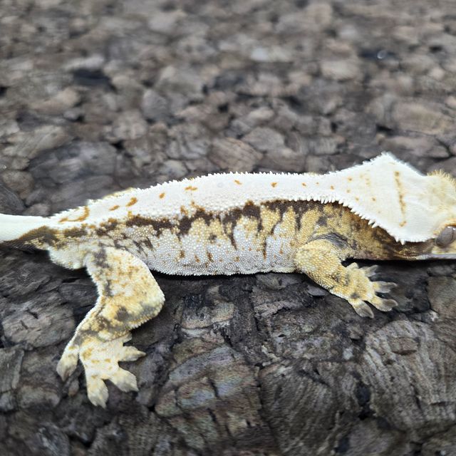 노멀 트라이 익스트림할리퀸