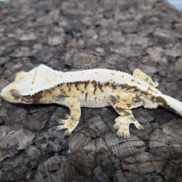 노멀 트라이 익스트림할리퀸